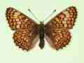 Melitaea cinxia female (aberrant form pallida) (Internet Image property of respective owner, non-commercial use only)